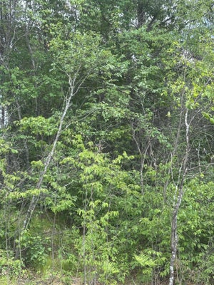 ADDRESS PRIVATE, RHINELANDER, WI 54501 - Image afd6f8a4e9bf6ca0b462d2756ac4a104/59973736