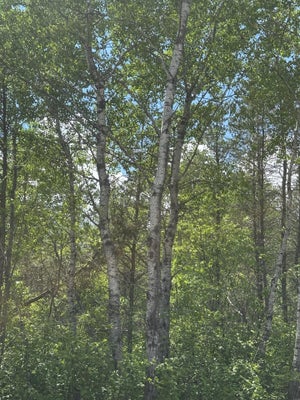 ADDRESS PRIVATE, TOMAHAWK, WI 54487 - Image afdca3a8f7f2c9e1b7a4913e04d69630/567509799