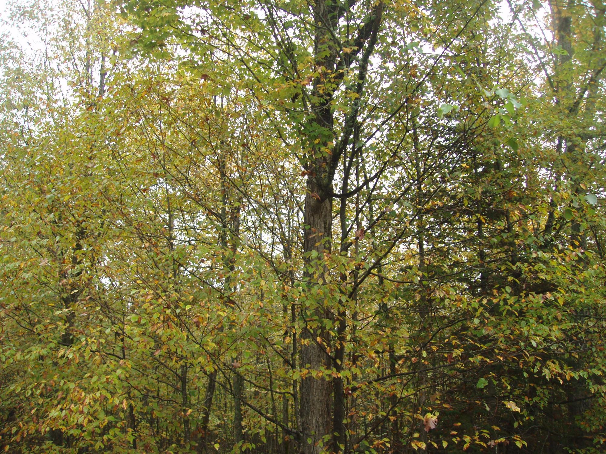 ON BASS LAKE RD 80+/- A