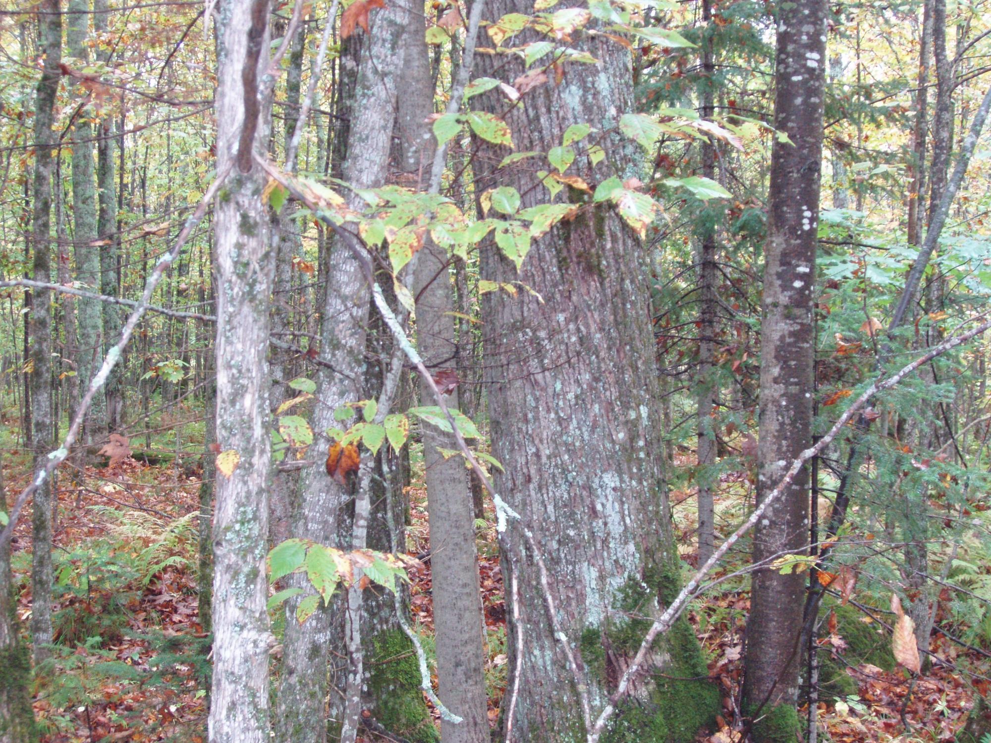 ON BASS LAKE RD 80+/- A