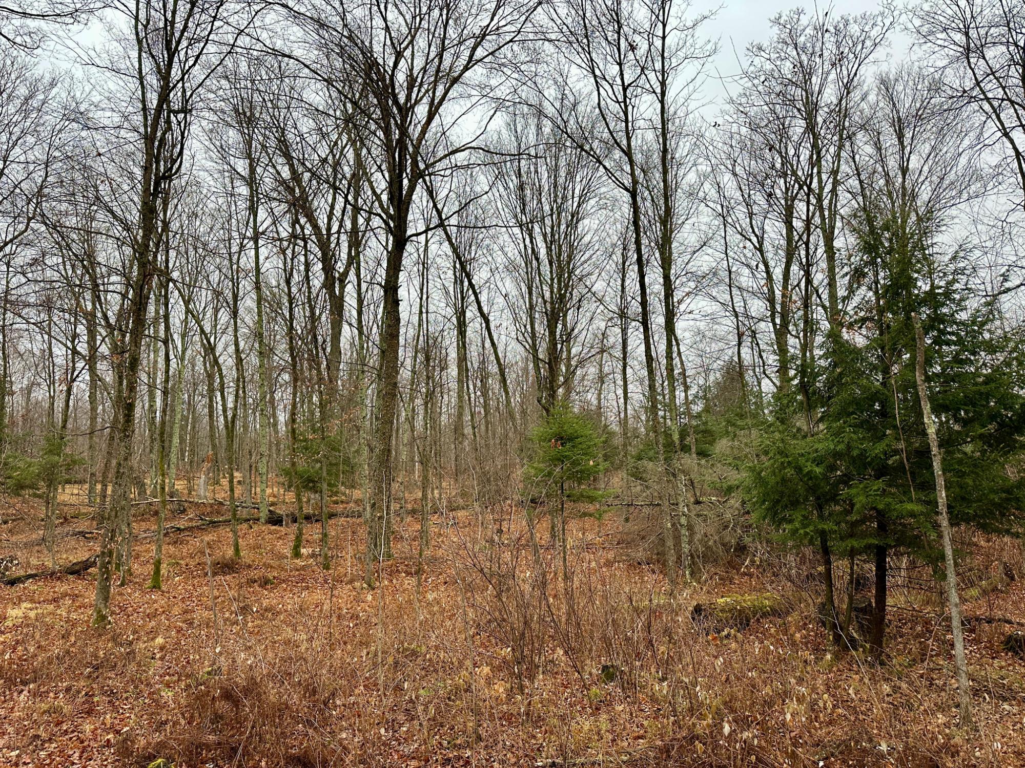 Lot 61 CHIP N DALE DR