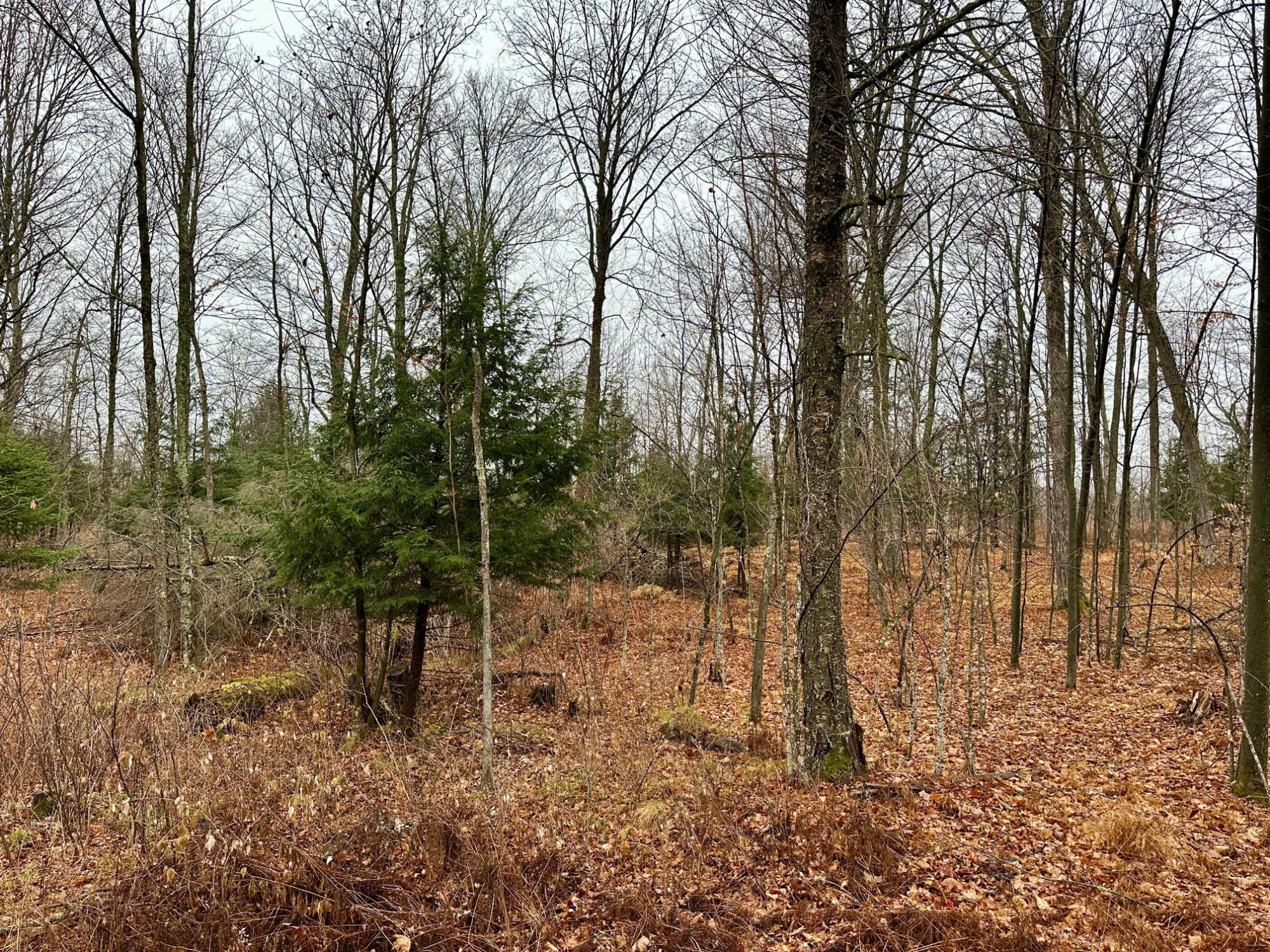 Lot 61 CHIP N DALE DR