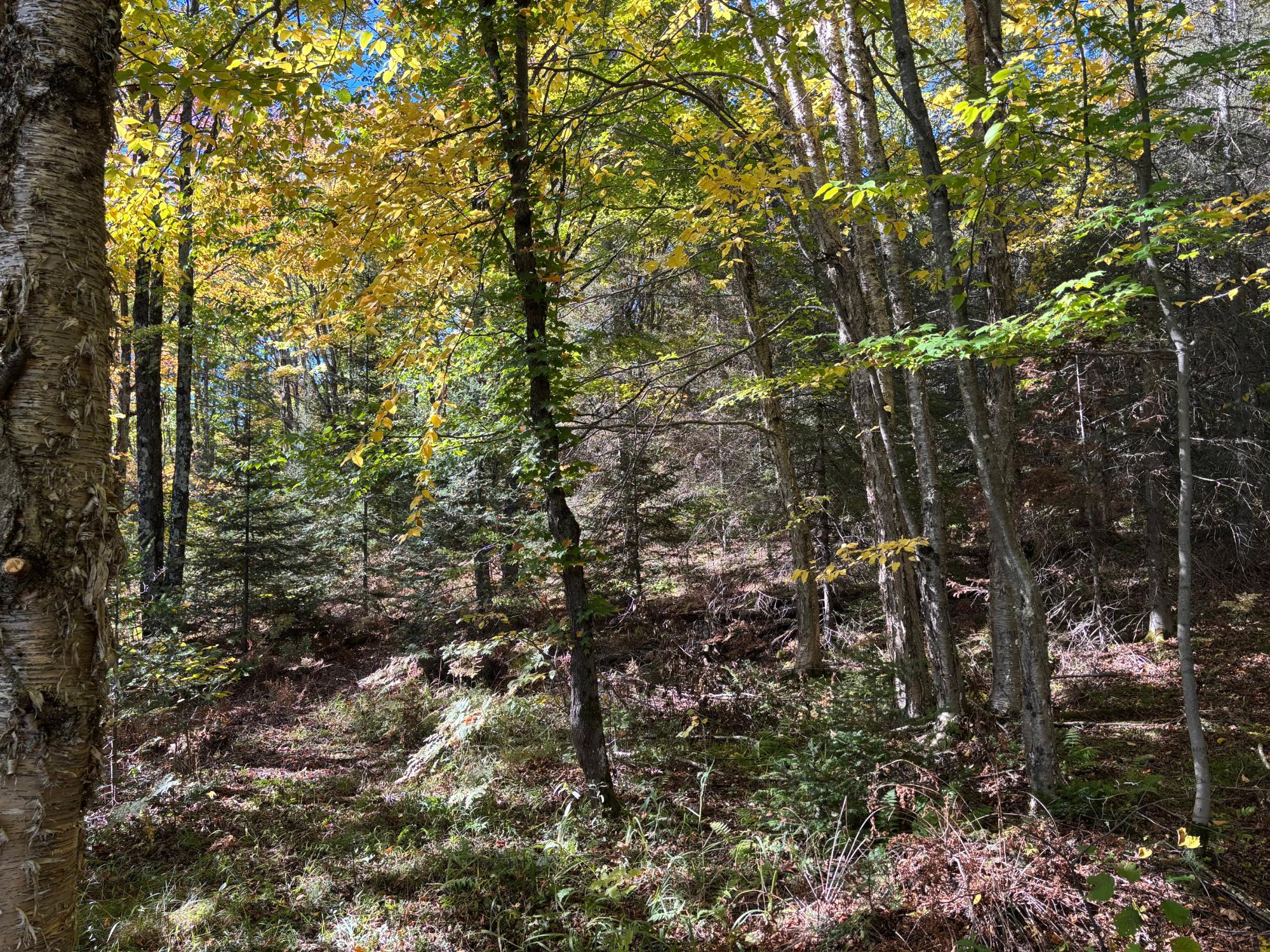 5 acres RETRIEVER LN