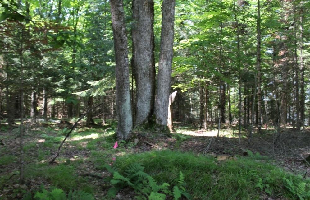Lot 3 FOREST LN
