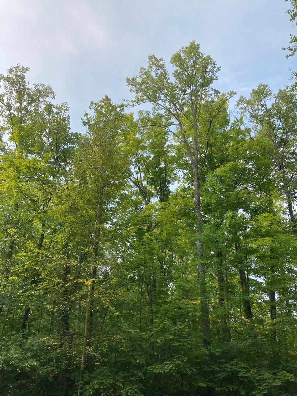 ON ISON RD Tract 8243