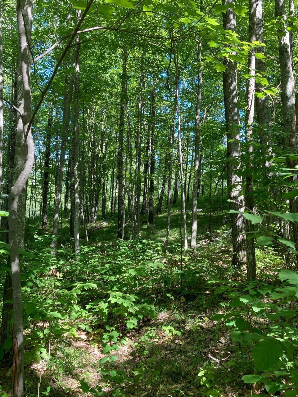 ON ISON RD Tract 8243