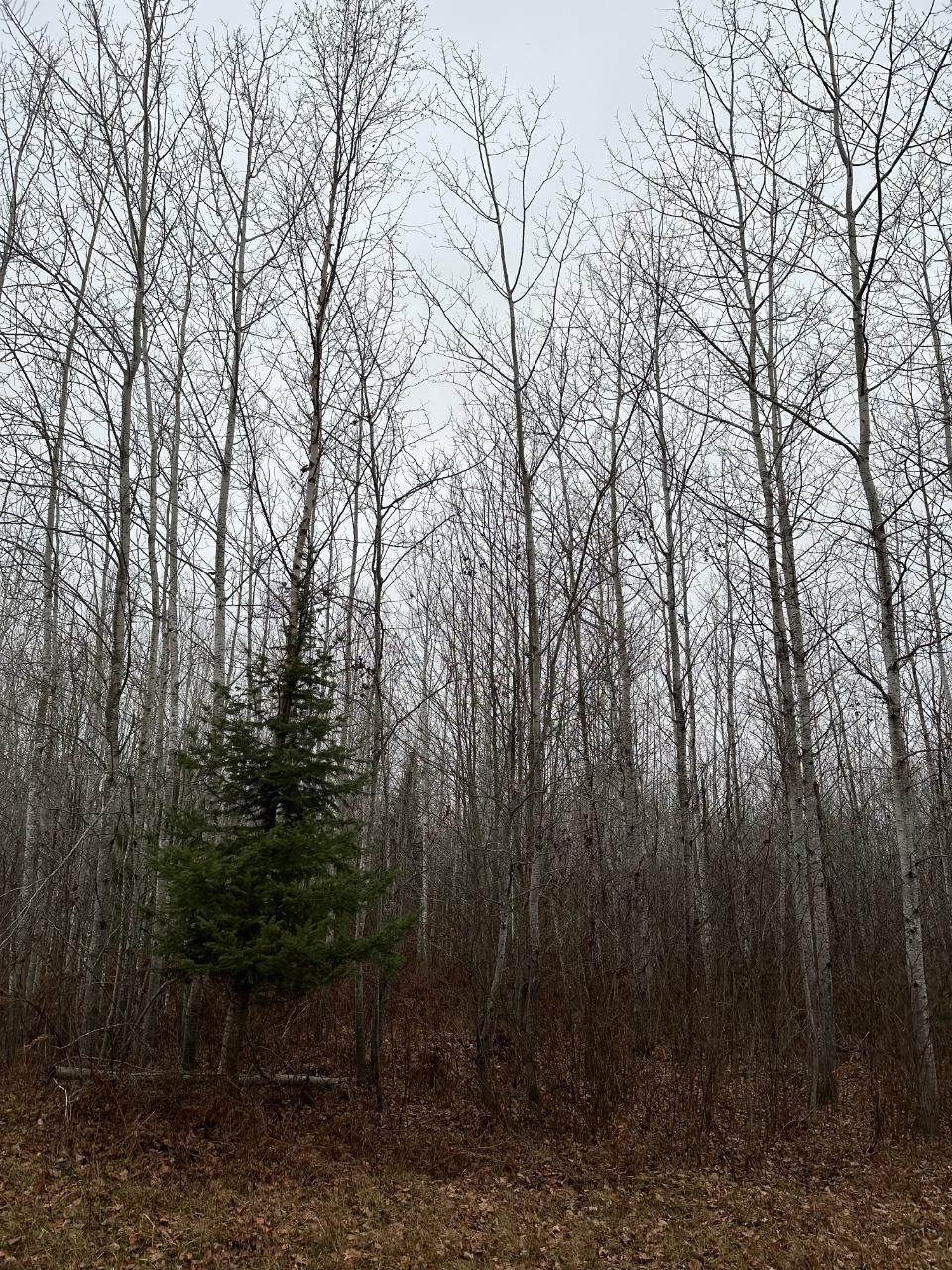 ON BURROWS LAKE RD 4067-I