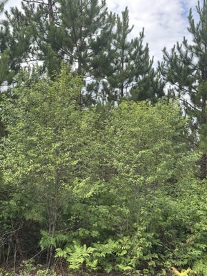 ADDRESS PRIVATE, TOMAHAWK, WI 54487 - Image ea9a6ded300db910ee41ab58208af4e0/3886243345