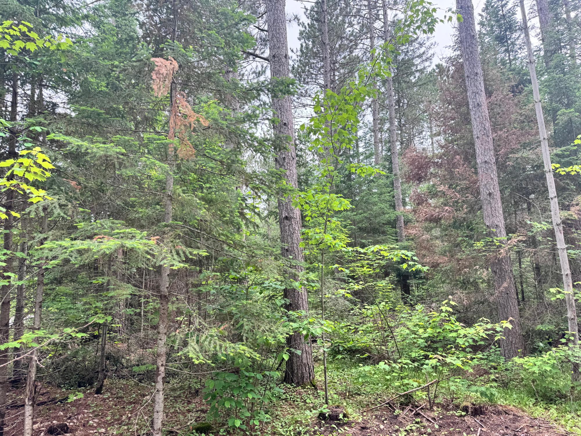0000 PINE LAKE RD 268 Acres