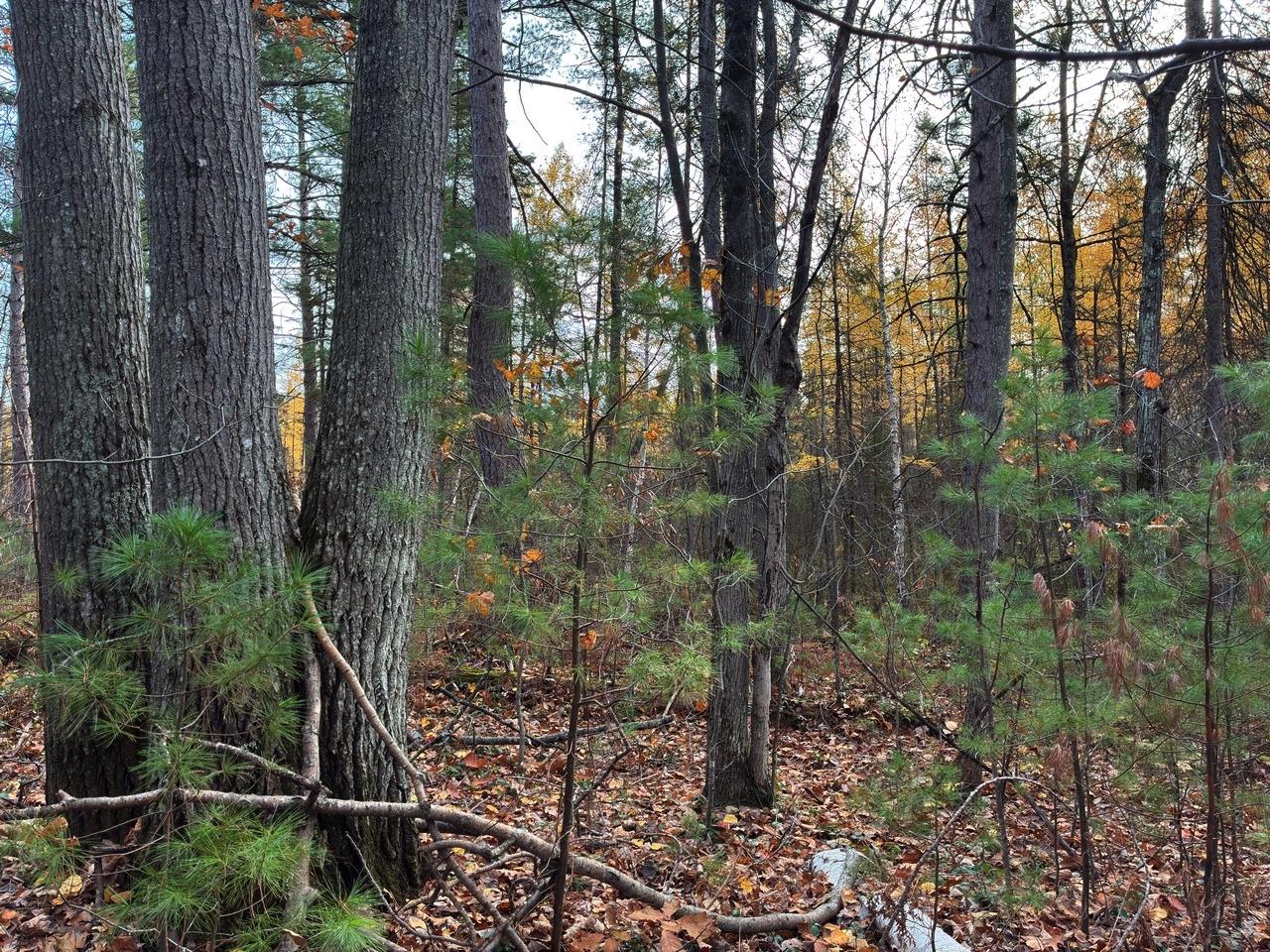 Photo 1 of 24 — ON MOSS LAKE DR, Lac du Flambeau, WI 54538