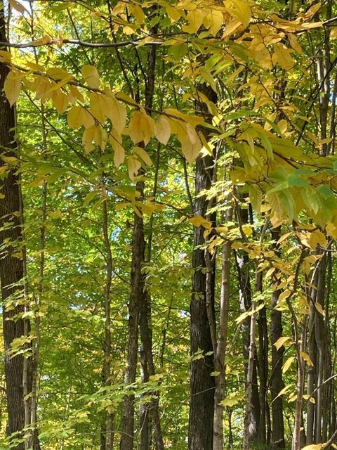 ON DAVID RD Tract 4050 Belmont WI 54487