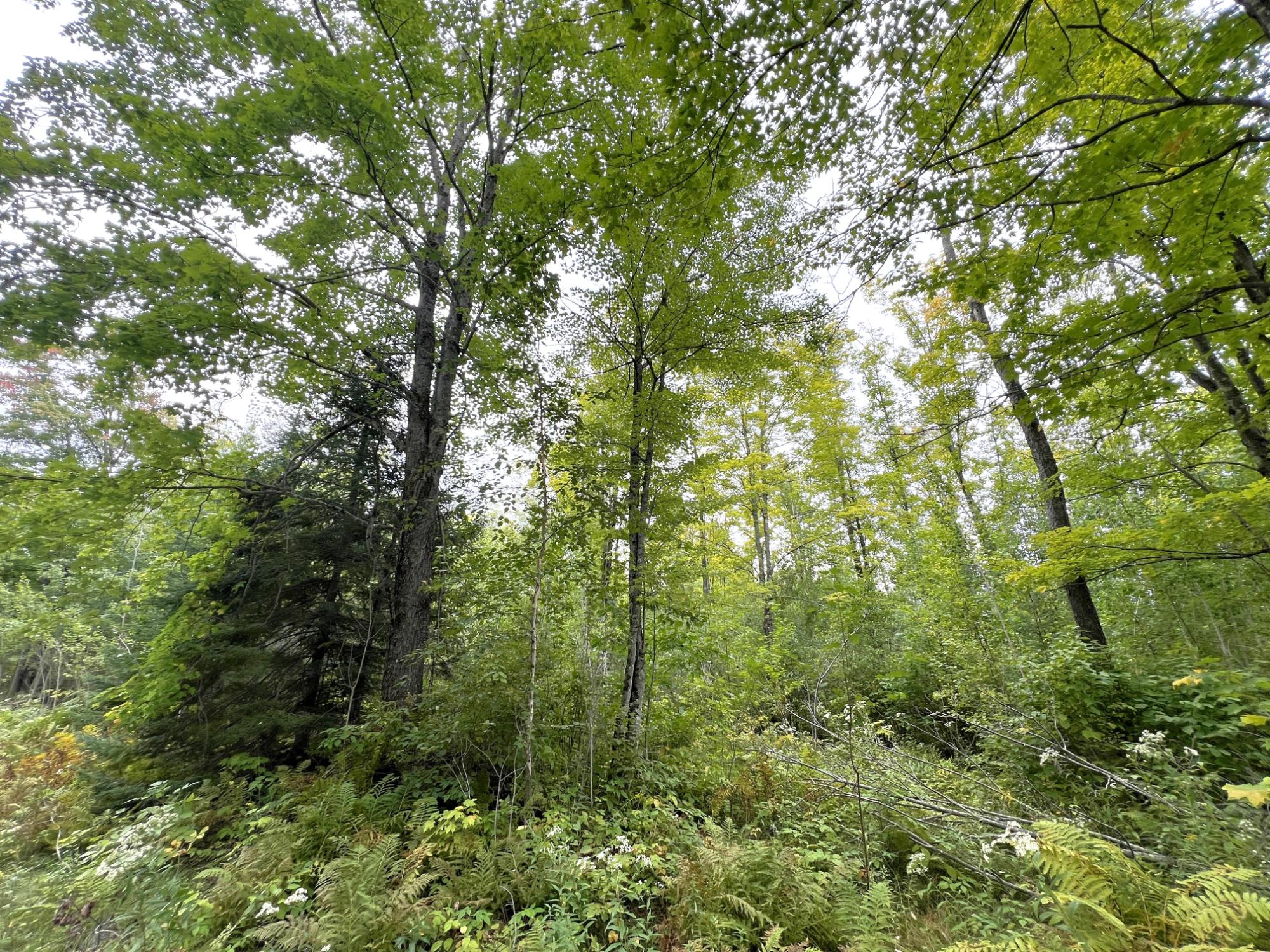 5.56ac STAR LAKE RD