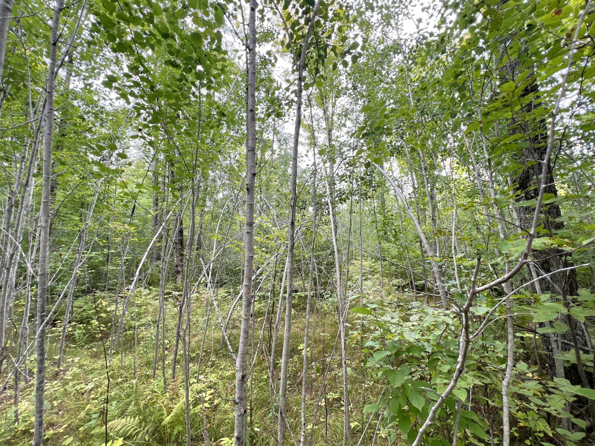 5.56ac STAR LAKE RD