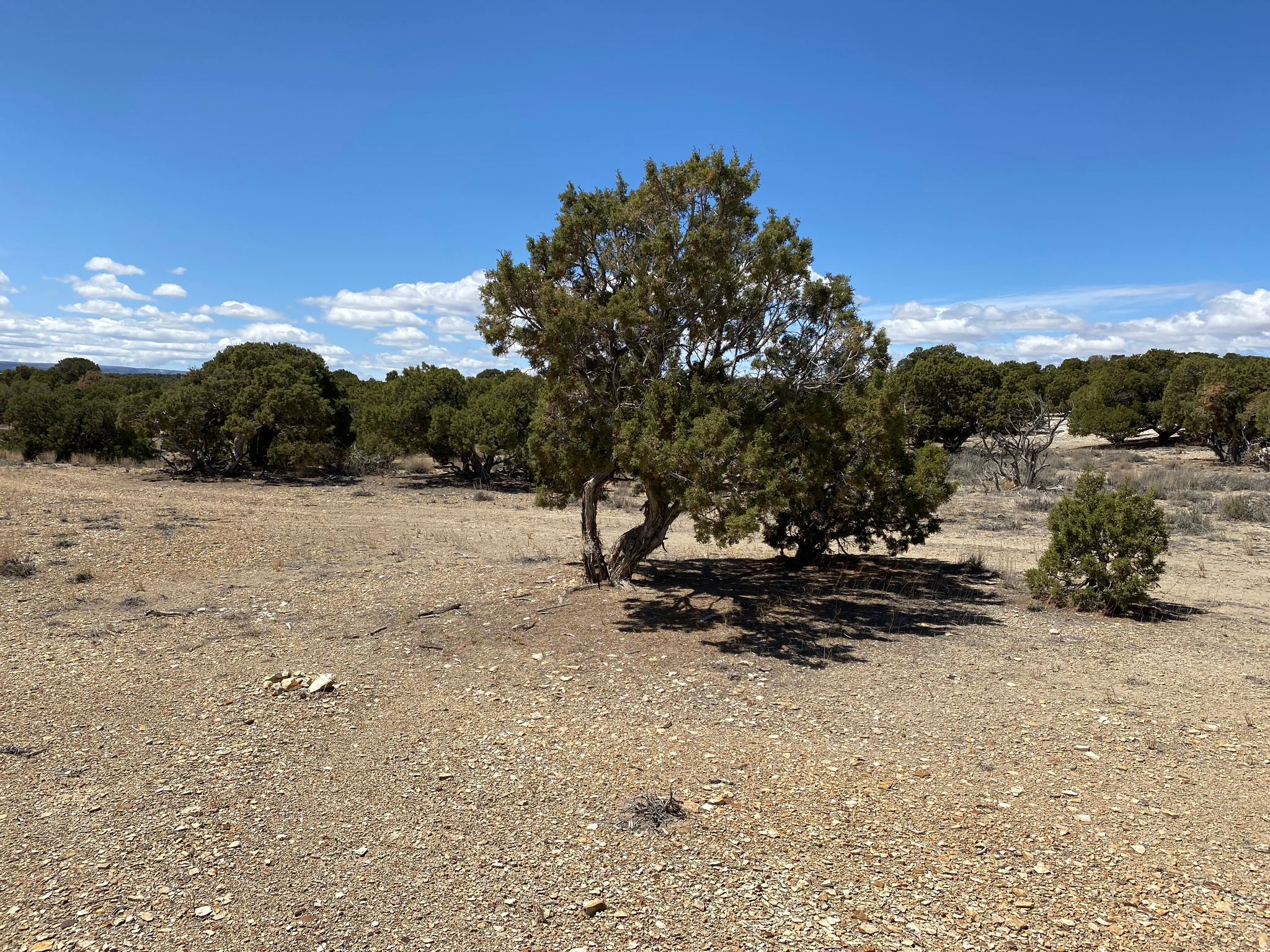 MOONDANCE RANCH - Land