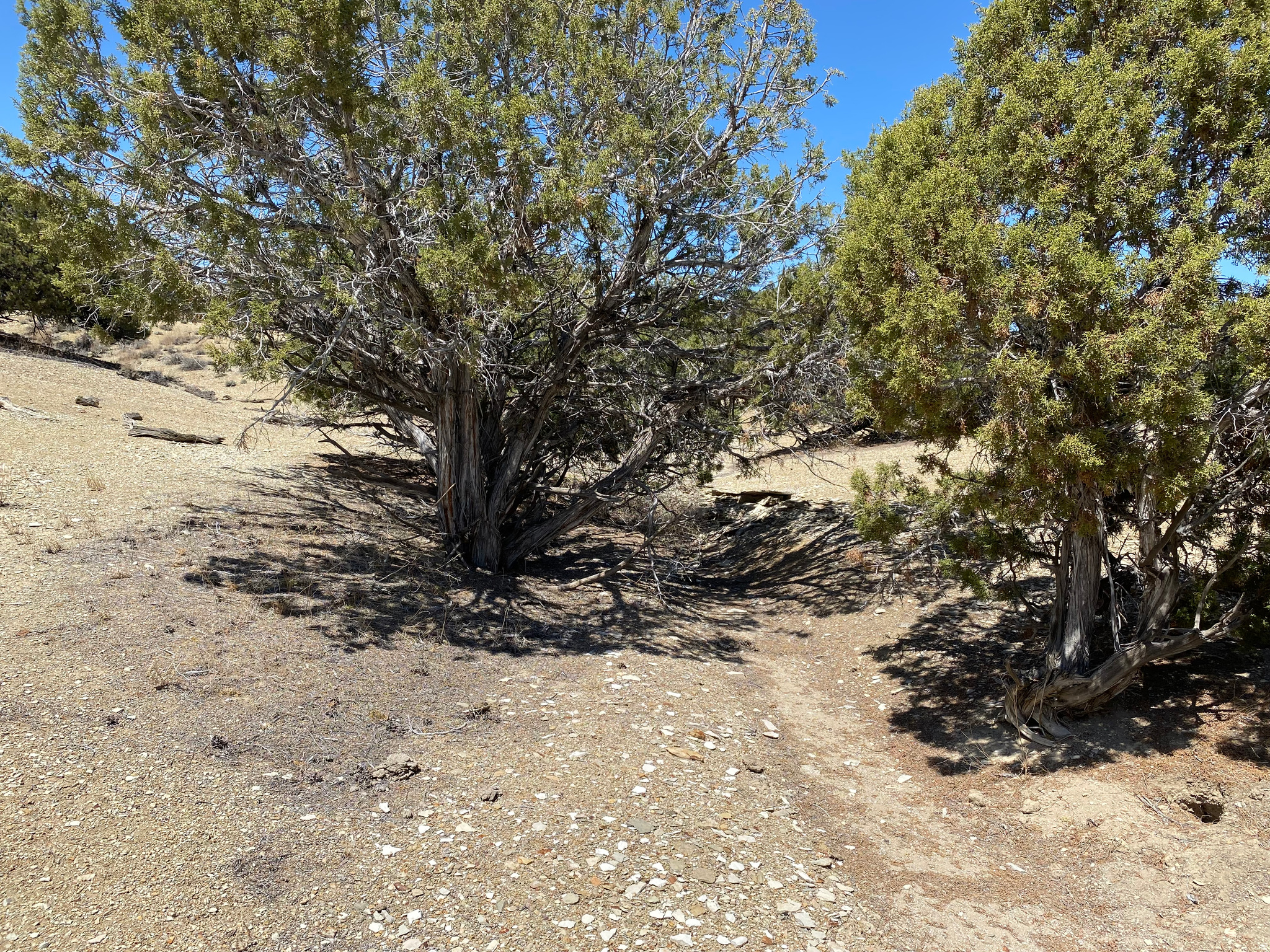 MOONDANCE RANCH - Land