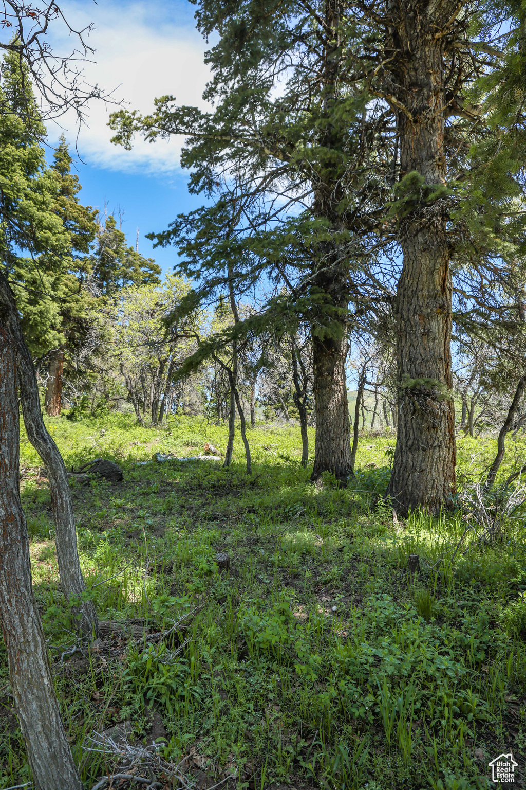 1172 W Maple Pl, Coalville, Utah image 25