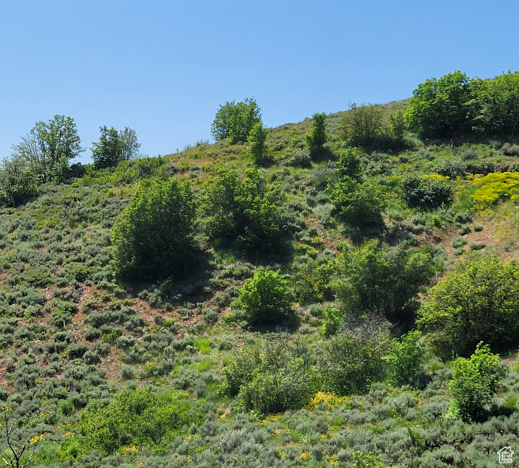 12737 E High Pine Cir #54, Huntsville, Utah image 17