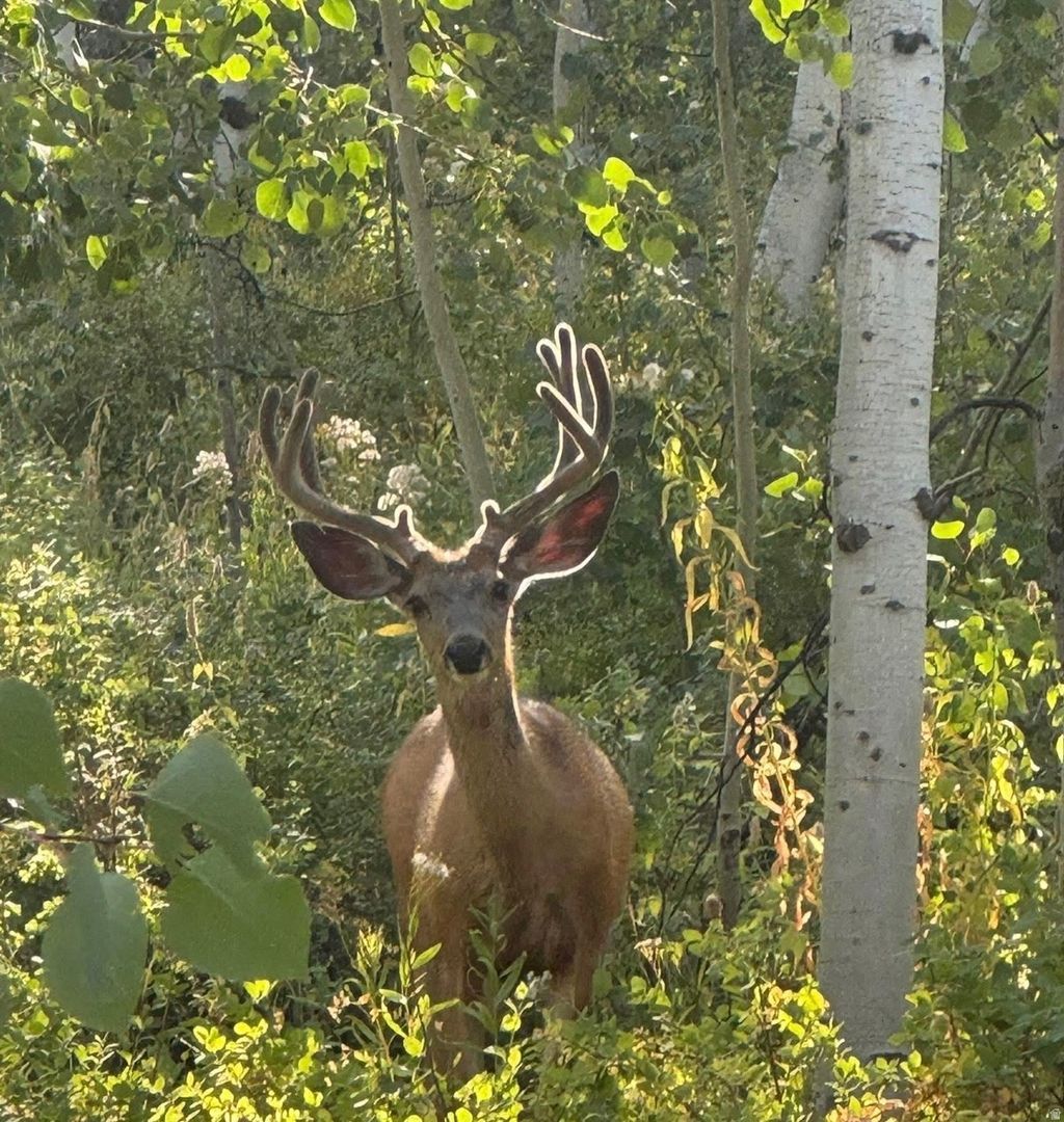 Photo of 5762 ASPEN WAY #20, Huntsville, UT 84317 (MLS # 2152857)