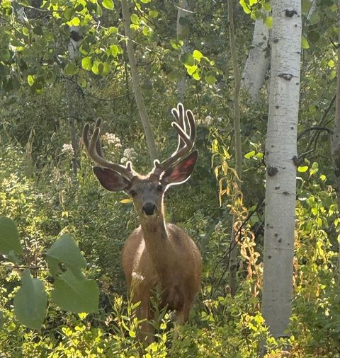 Photo of 5762 ASPEN WAY #20, Huntsville, UT 84317 (MLS # 2152857)