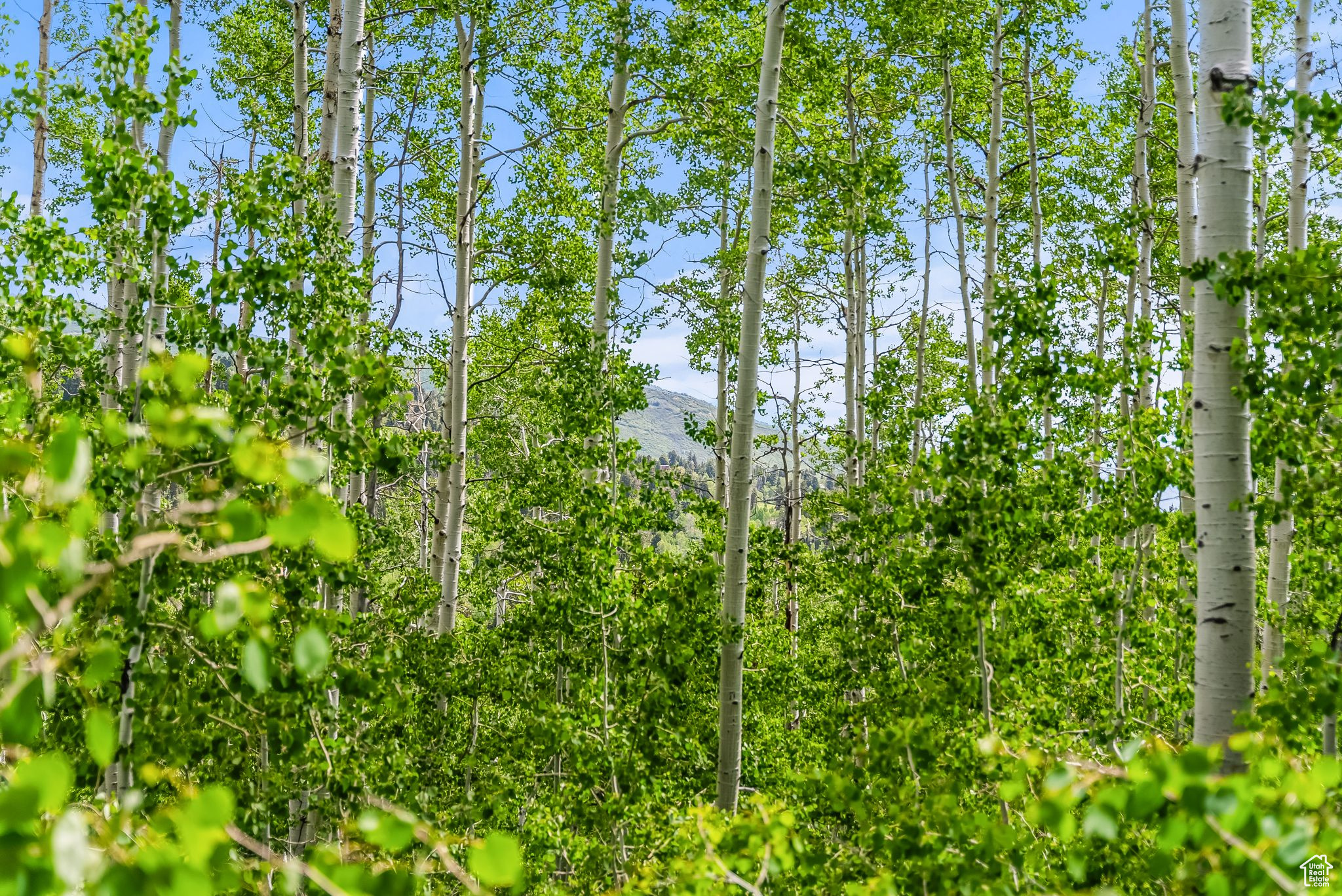 PINE MEADOW RANCH - Land