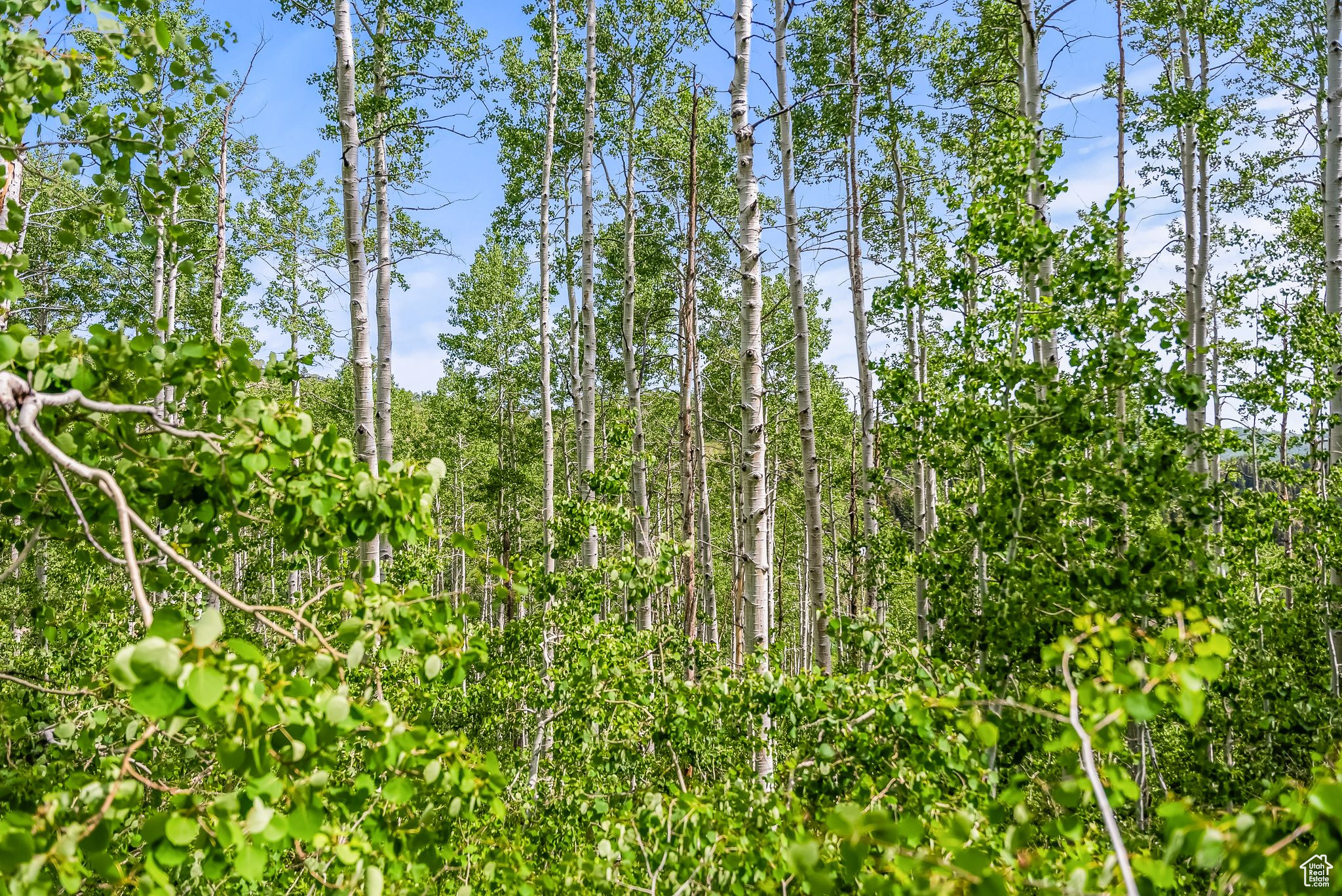 PINE MEADOW RANCH - Land
