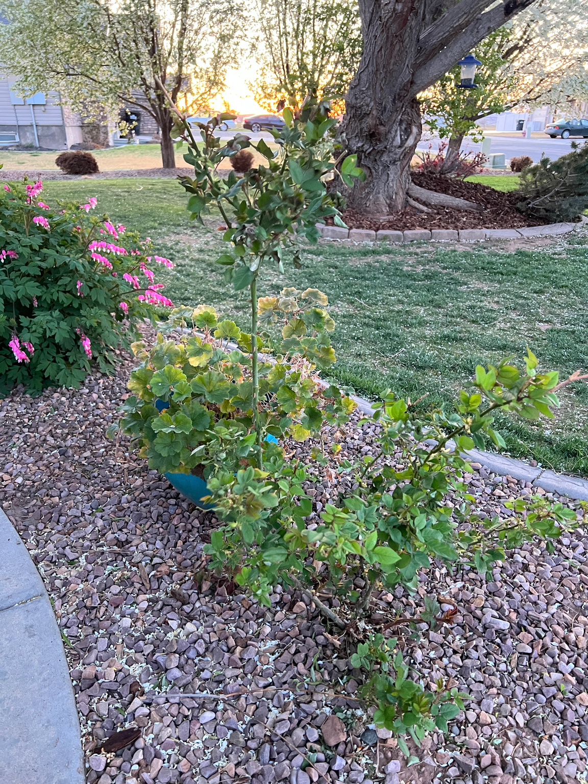 POLELINE - Residential