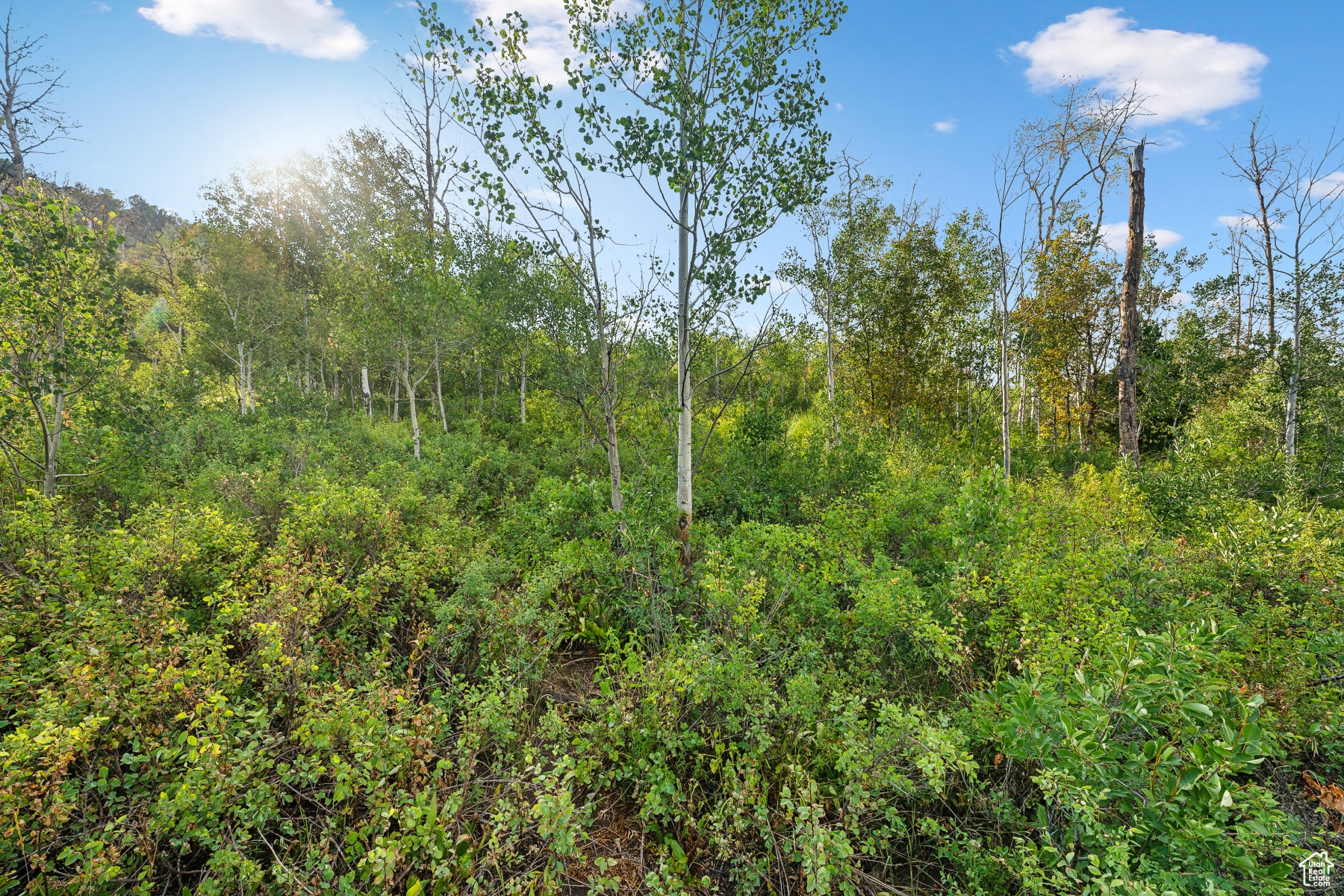 WOODLAND CREST - Land