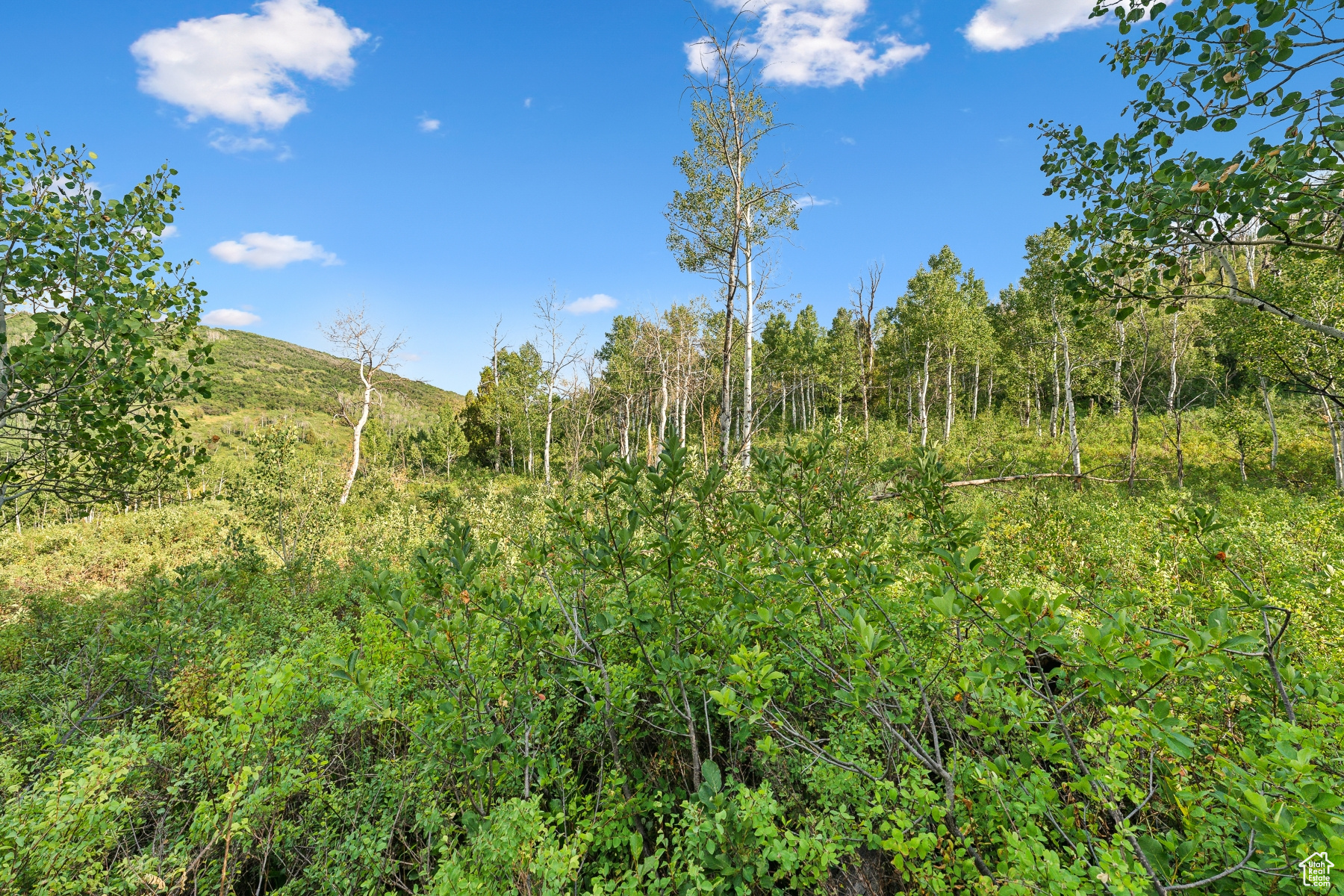 WOODLAND CREST - Land