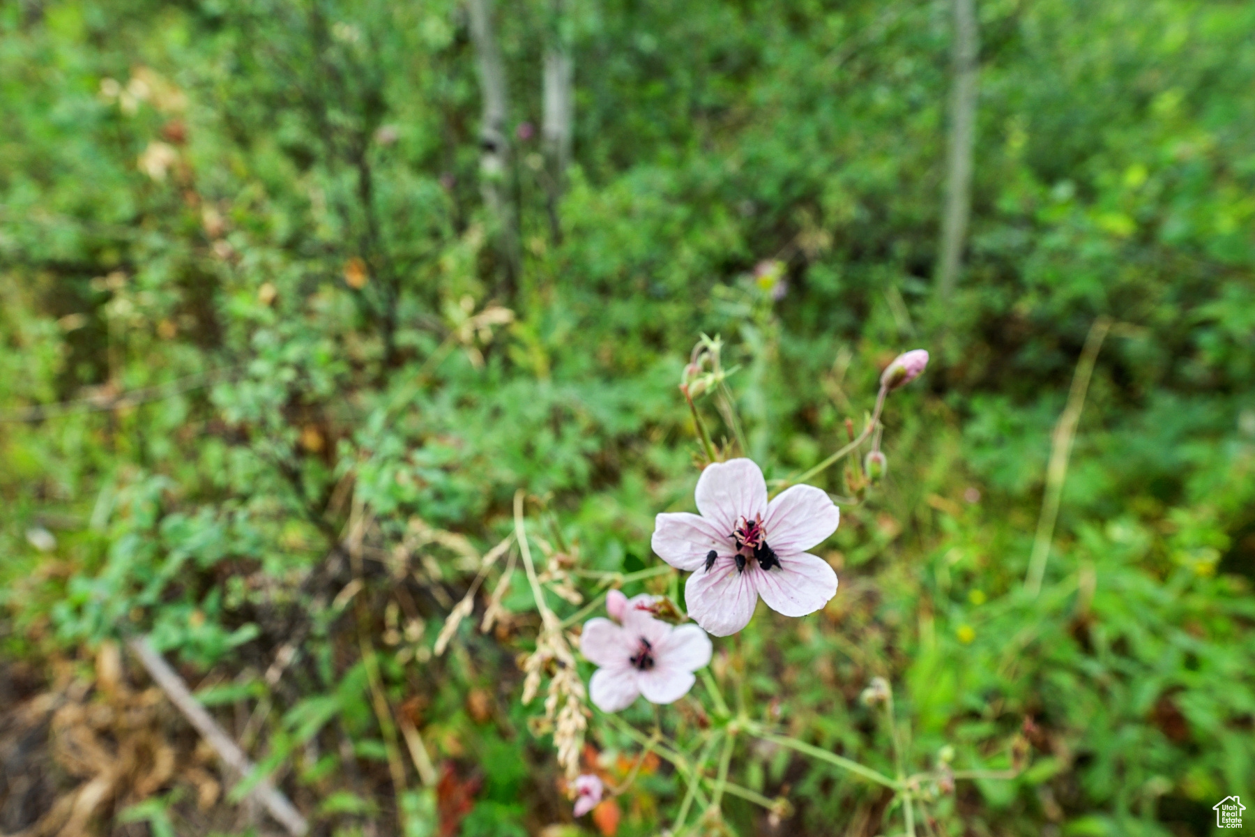 WOODLAND CREST - Land
