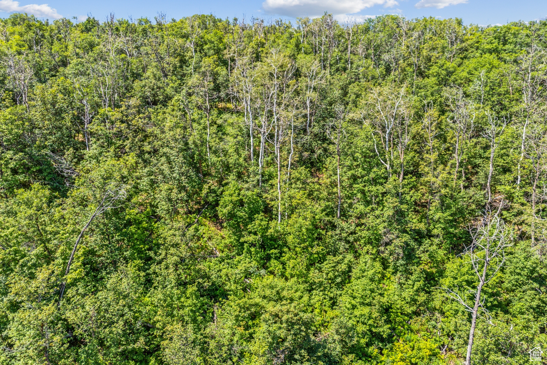 WOODLAND CREST - Land