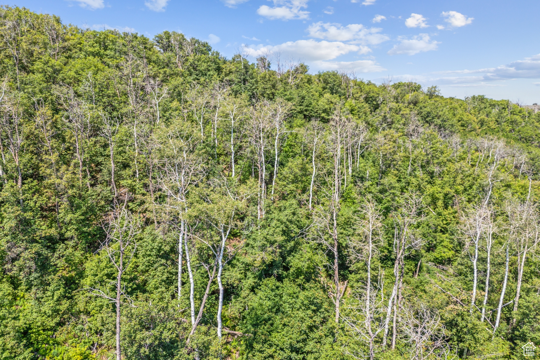 WOODLAND CREST - Land