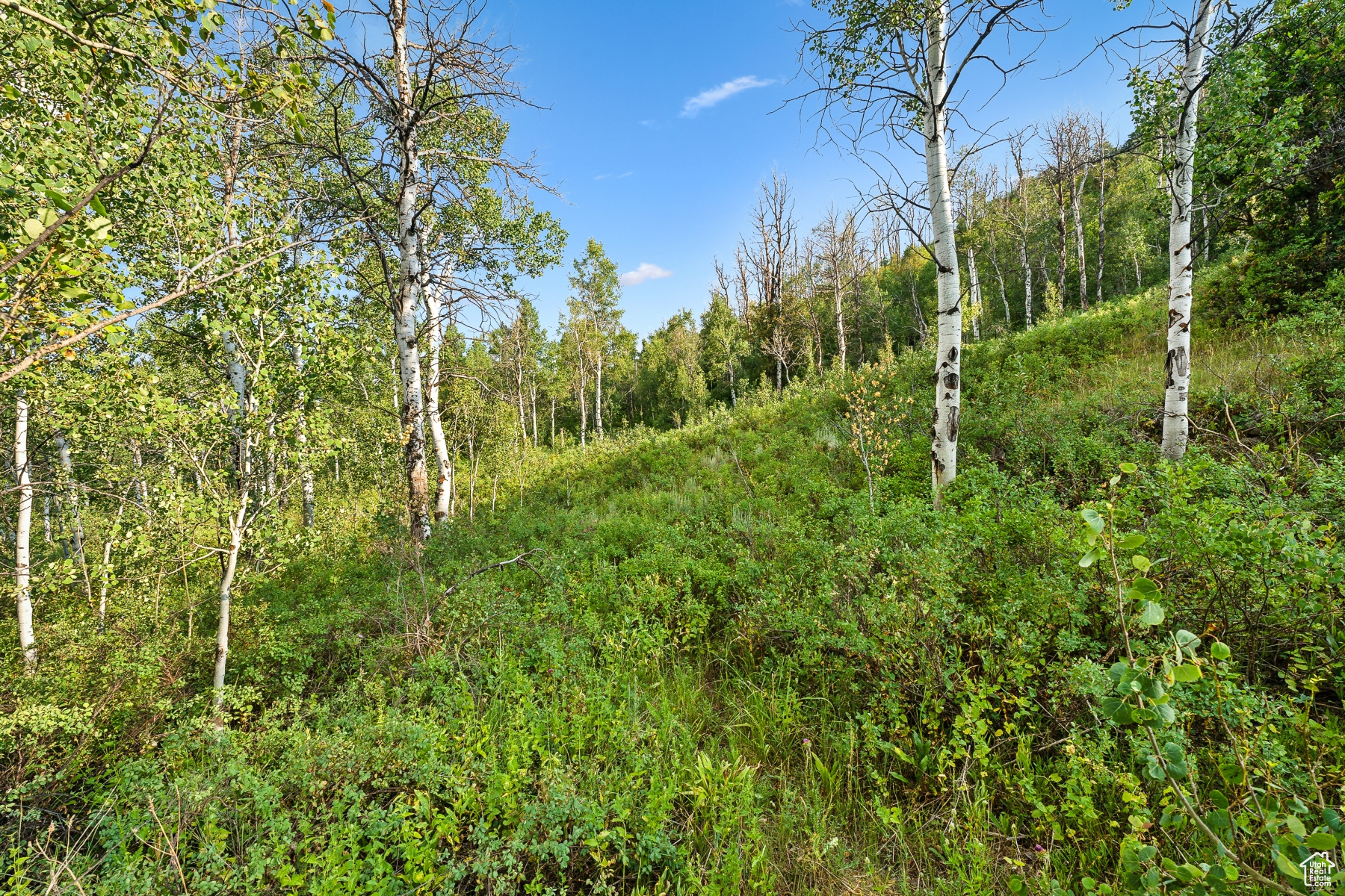 WOODLAND CREST - Land