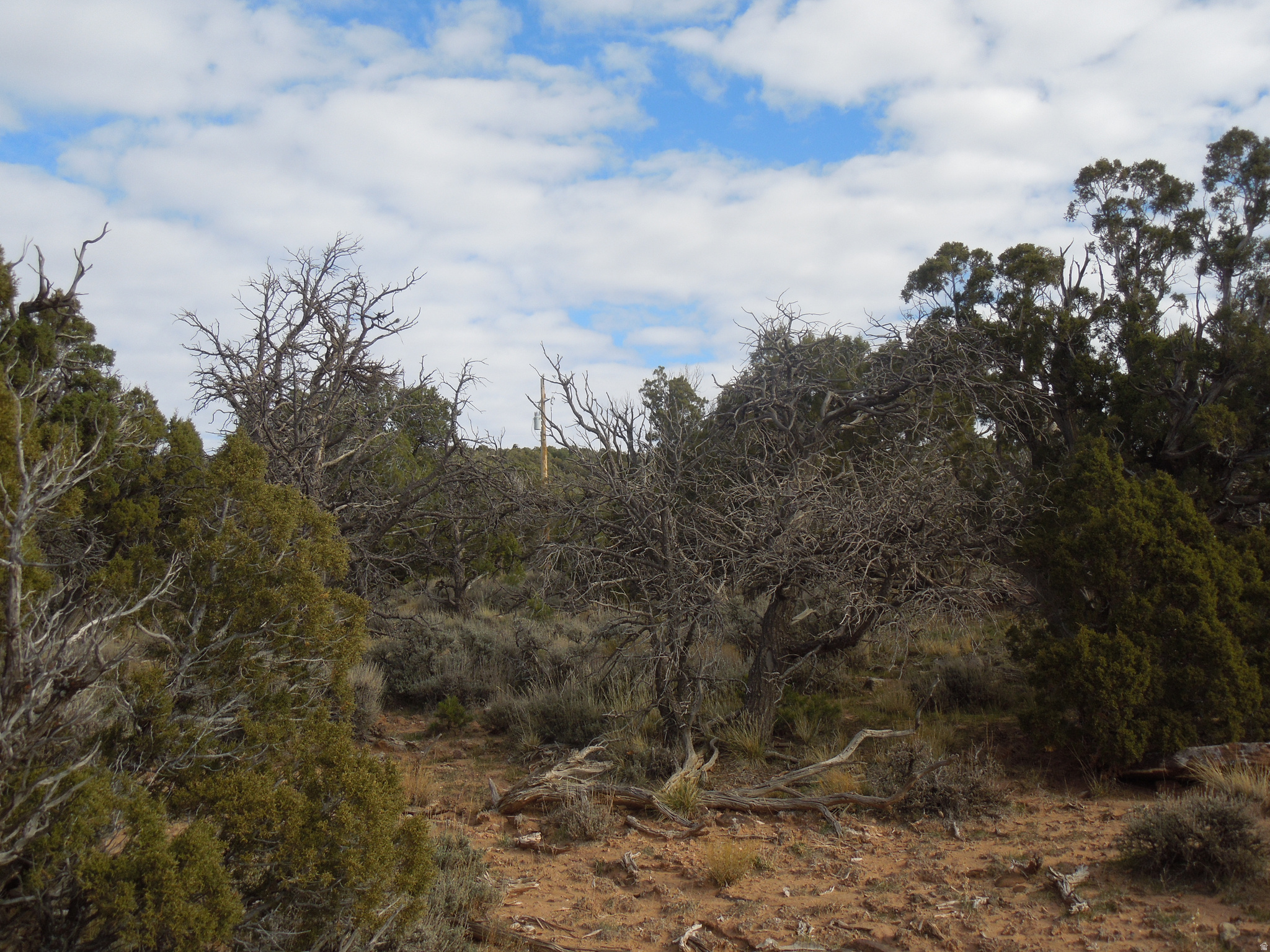 COUGAR CANYON - Land