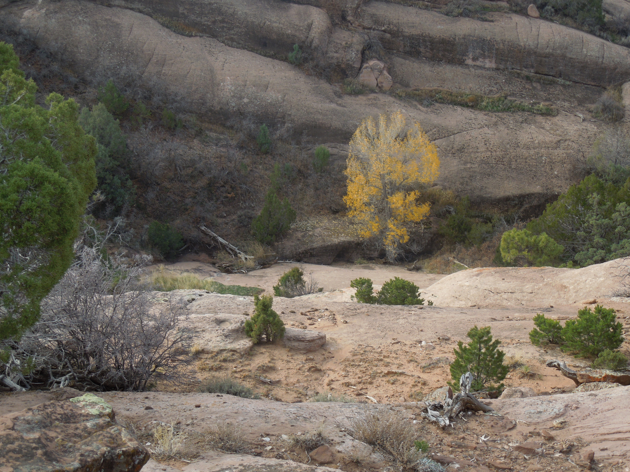 COUGAR CANYON - Land