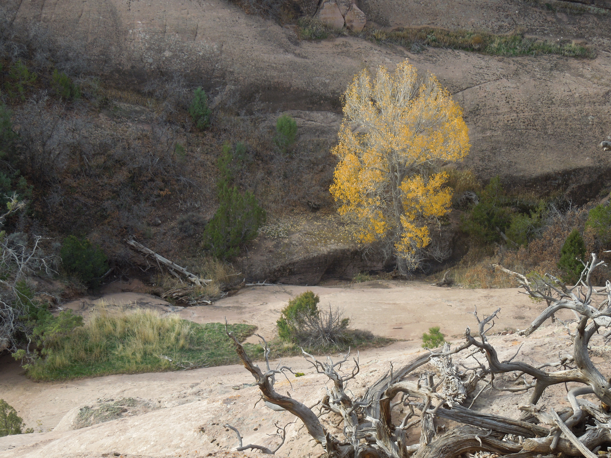 COUGAR CANYON - Land