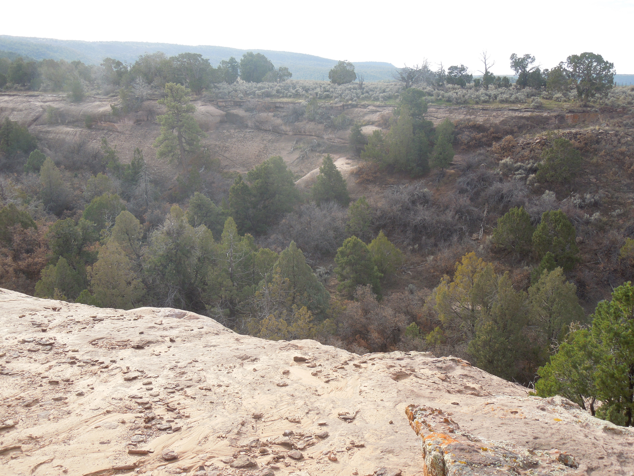 COUGAR CANYON - Land