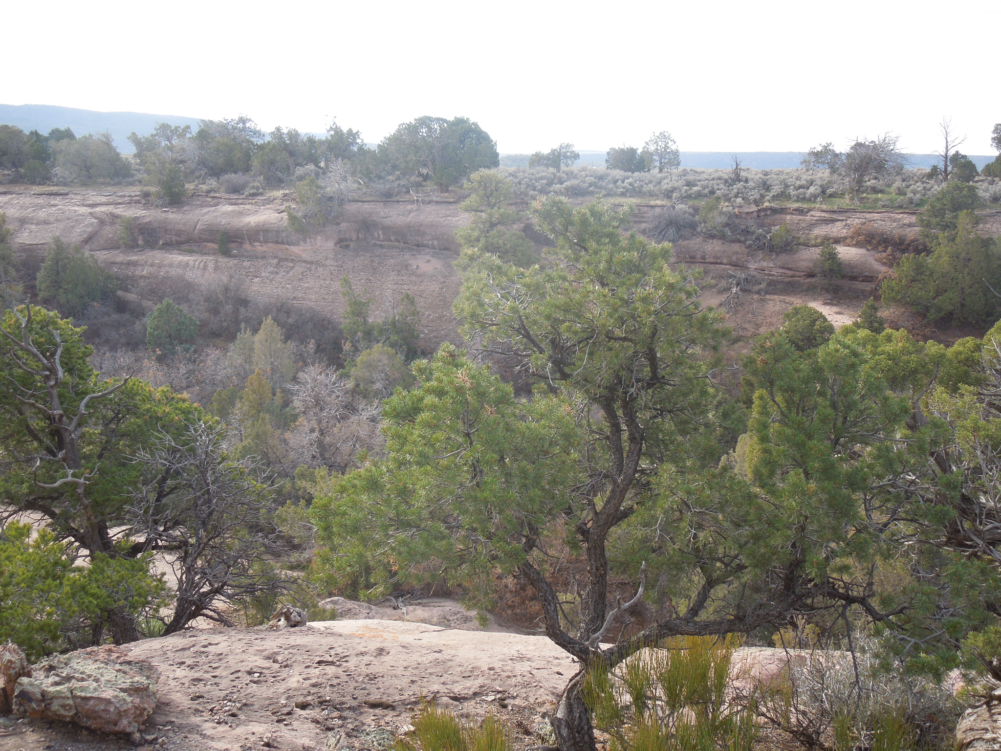 COUGAR CANYON - Land