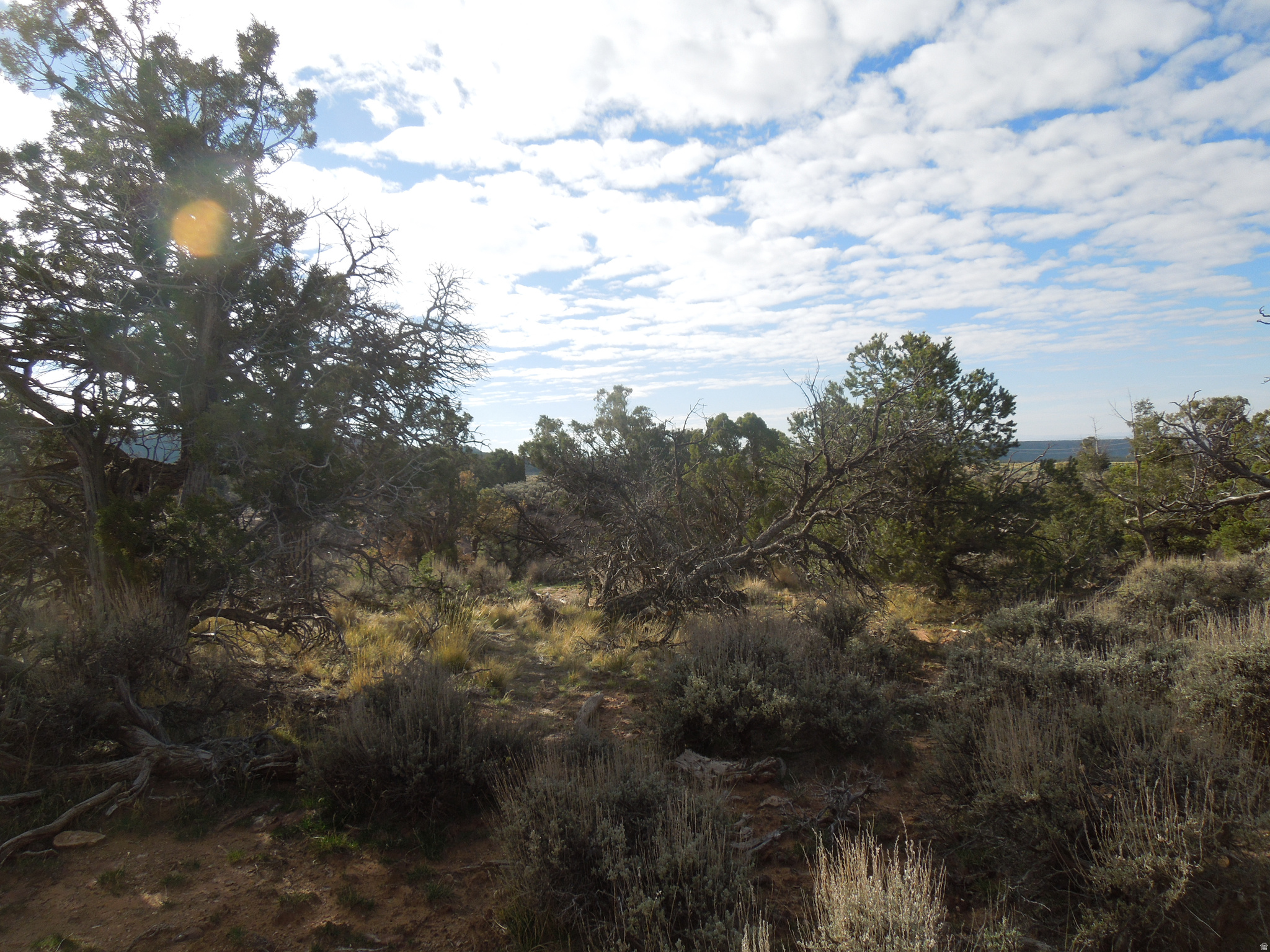 COUGAR CANYON - Land