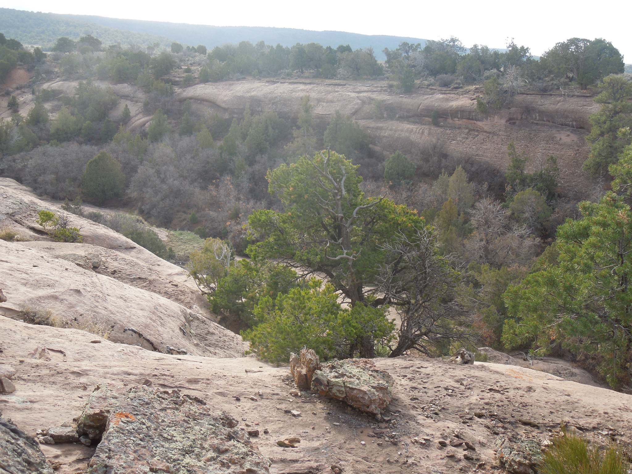 COUGAR CANYON - Land