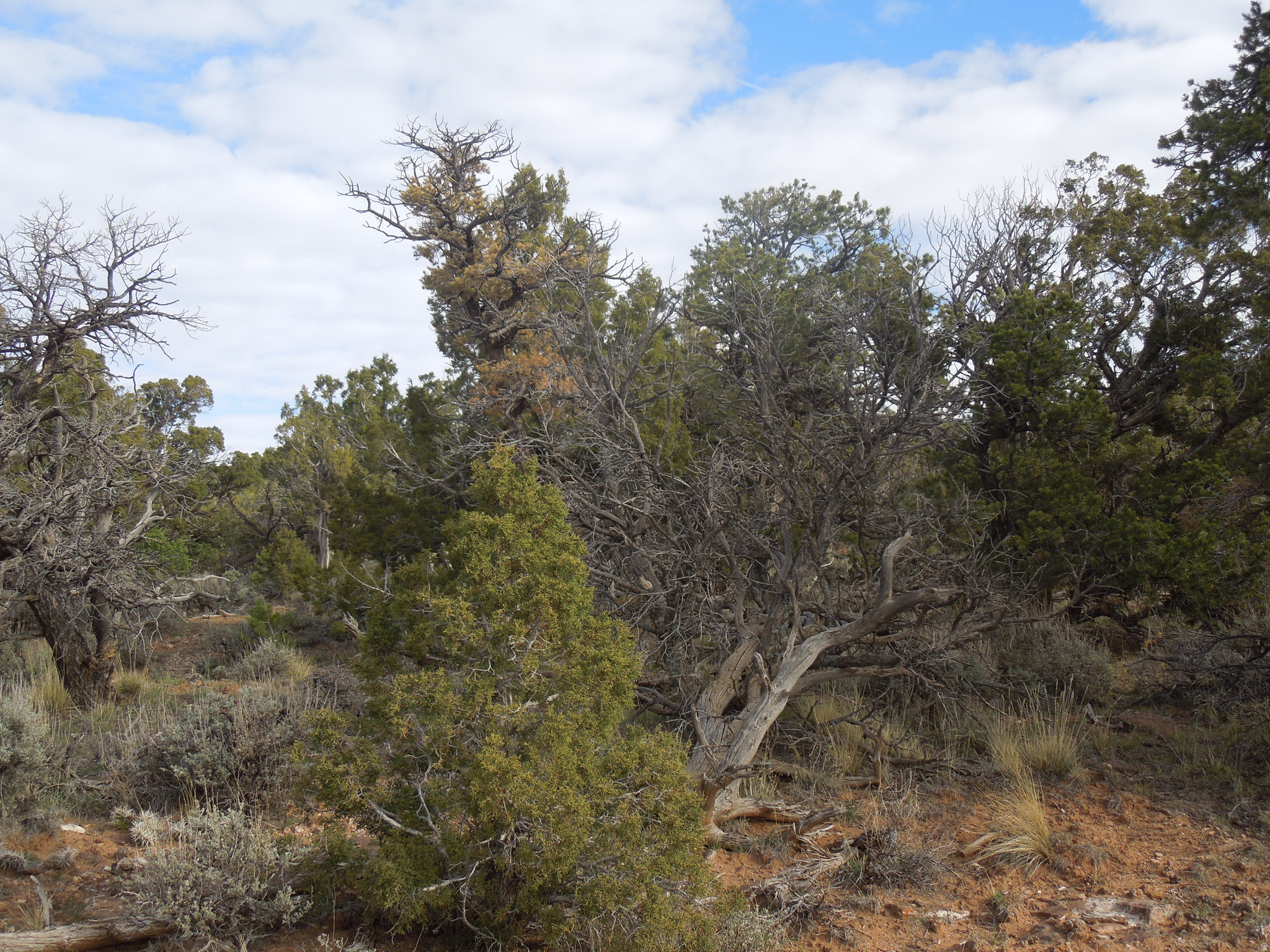 COUGAR CANYON - Land