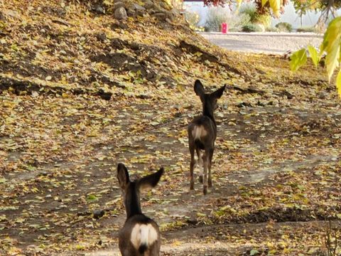 Tiny photo for 711 E 400 N, Springville, UT 84663 (MLS # 2135907)