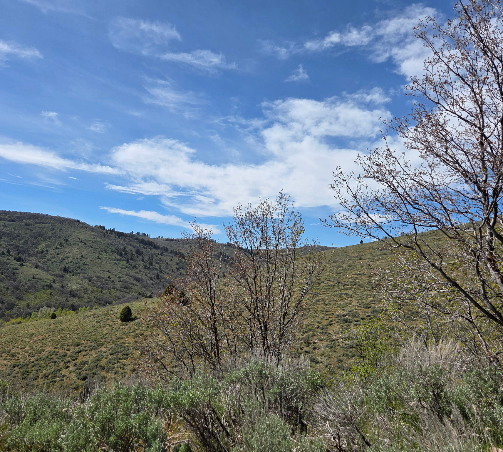 EVERGREEN - Land