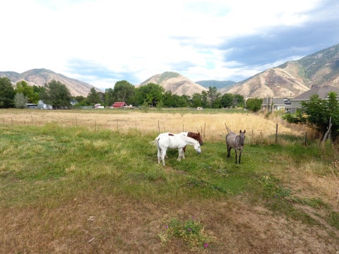 Tiny photo for 333 W MAPLE ST, Mapleton, UT 84664 (MLS # 2181366)
