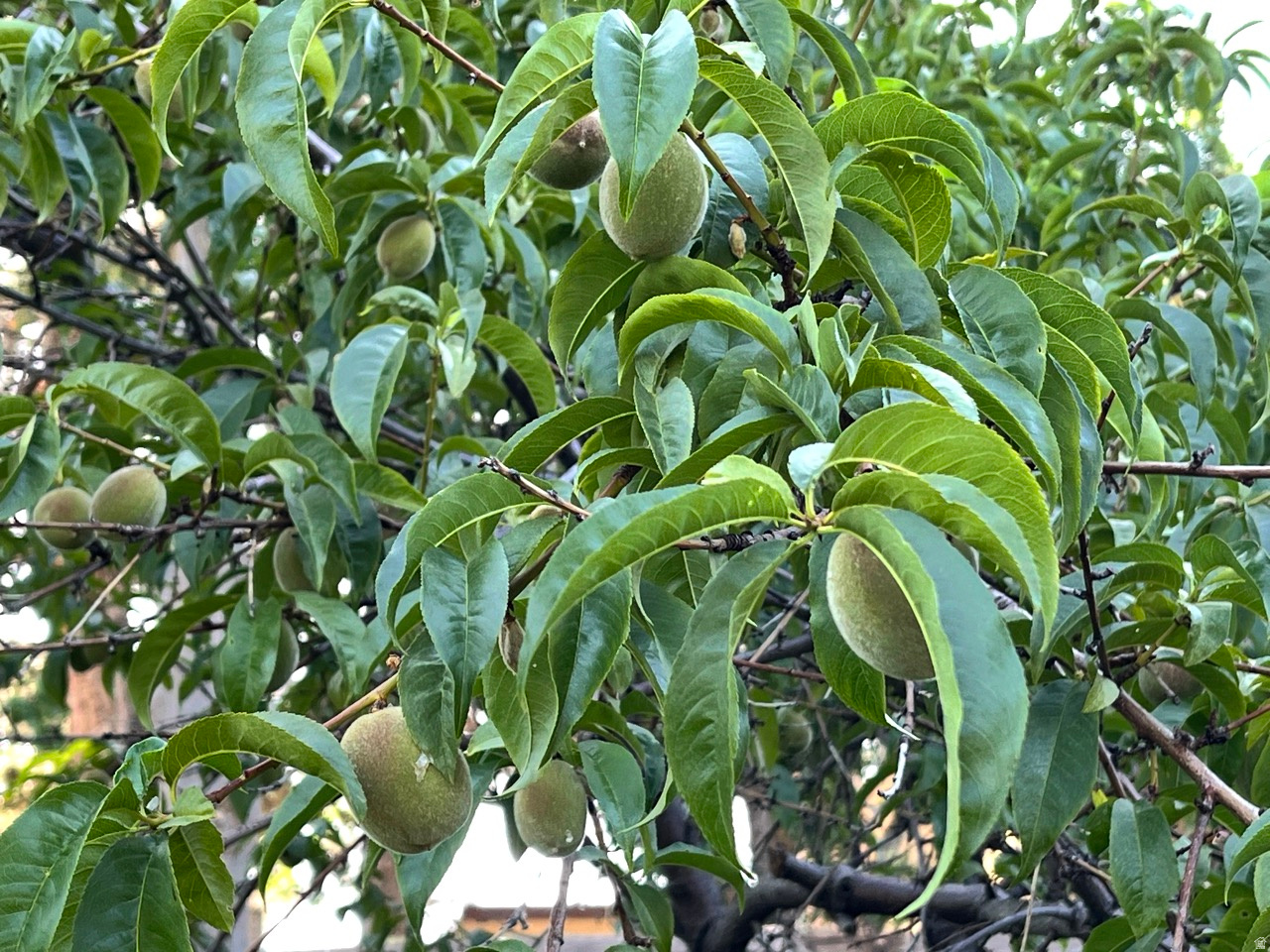 COUNTRY HEIGHTS SUB - Residential