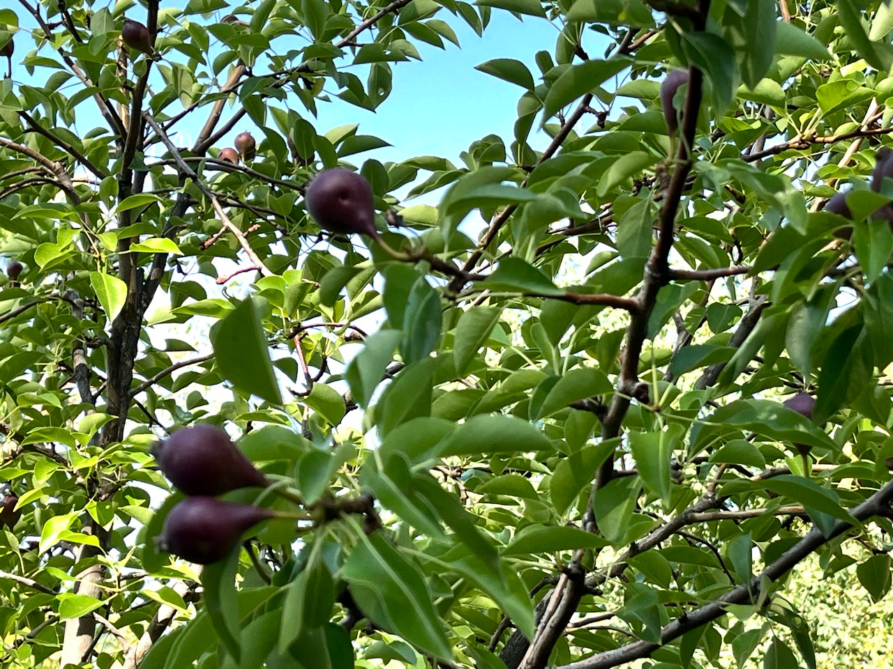 COUNTRY HEIGHTS SUB - Residential