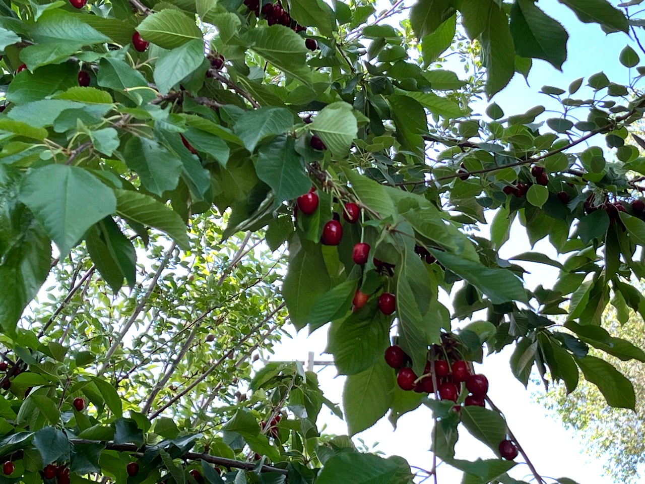 COUNTRY HEIGHTS SUB - Residential