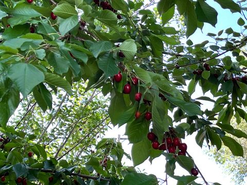 Tiny photo for 4085 S OLYMPIC WAY, Holladay, UT 84124 (MLS # 2129616)