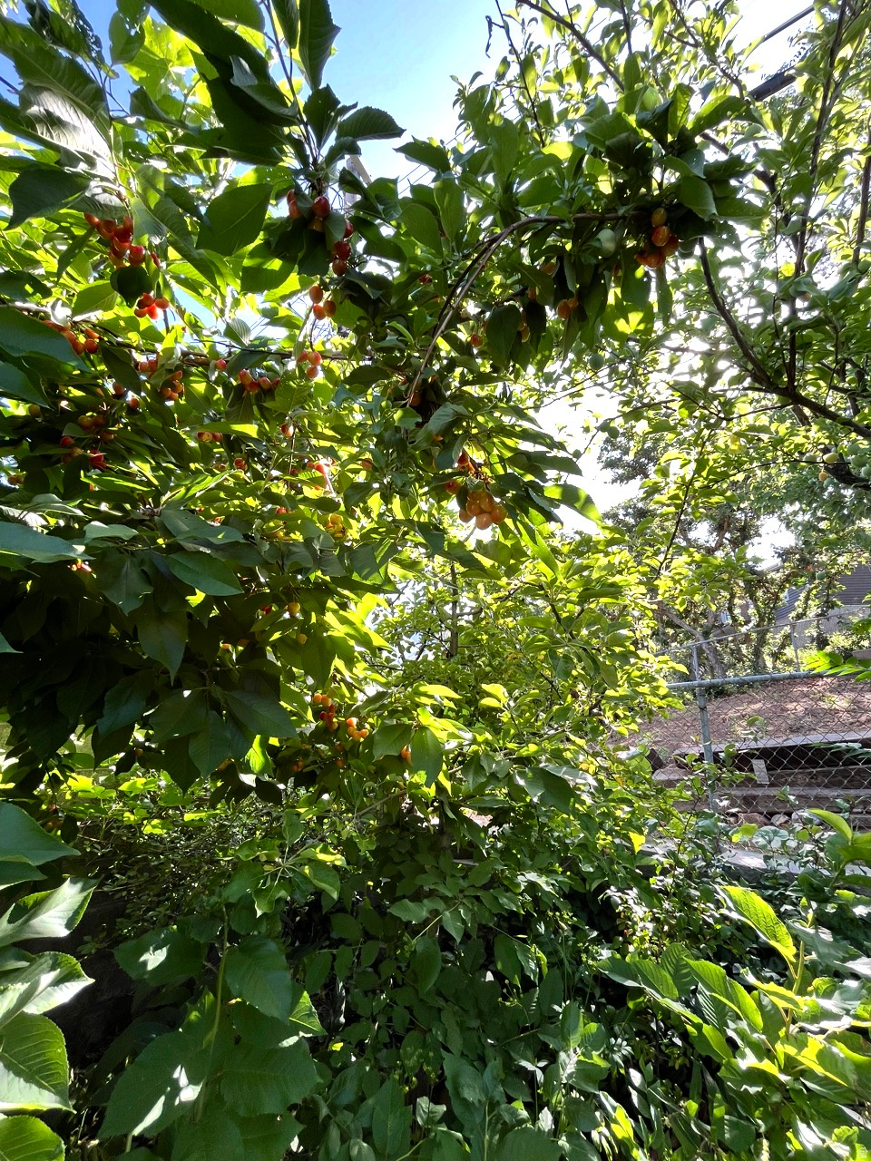 COUNTRY HEIGHTS SUB - Residential