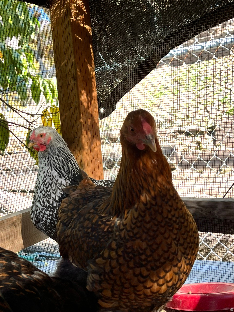 COUNTRY HEIGHTS SUB - Residential