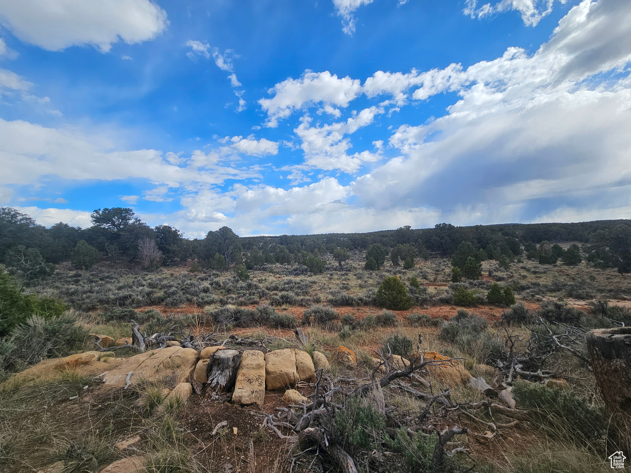 TABBY SHADOWS - Land